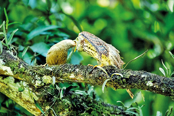 1.-Babbler-parents-feed-on-much-larger-adopted-baby-cuckoo