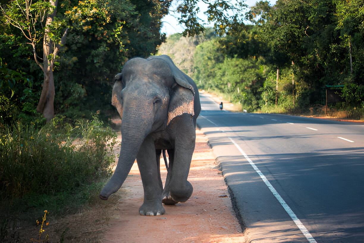 Wild elephant habarana