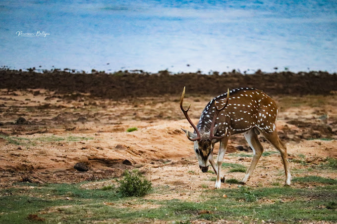 Yala National Park deer