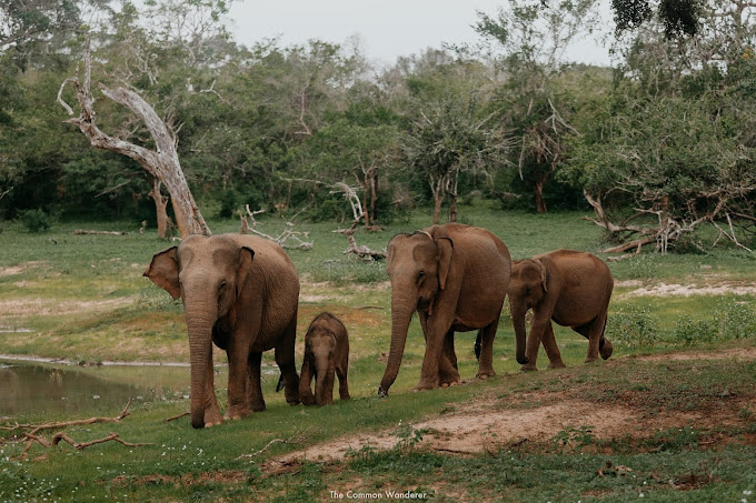 Yala-national-park-elephant